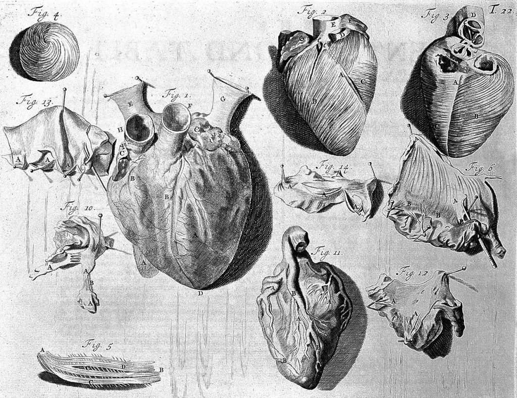 Przez wieki chirurdzy bali się przeprowadzać operacje serca. Na ilustracji XVIII-wieczne anatomiczne rysunki serca (domena publiczna).
