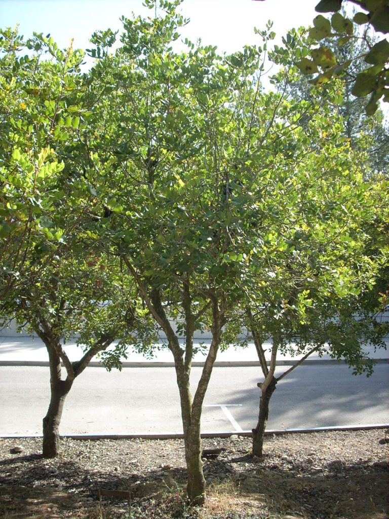Drzewo zasadzone przez Instytut Jad Waszem ku pamięci Alberta Battela