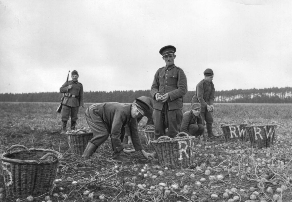 Polscy jeńcy wojenni wykorzystywani przez Niemców przy zbiorze ziemniaków (domena publiczna).