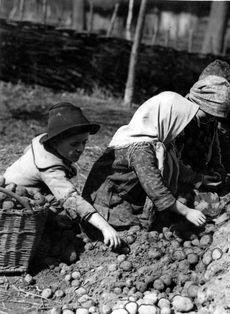 Przebieranie ziemniaków do sadzenia we wsi w okolicach Bochni. Zdjęcie z początku lat 30. XX wieku (domena publiczna).