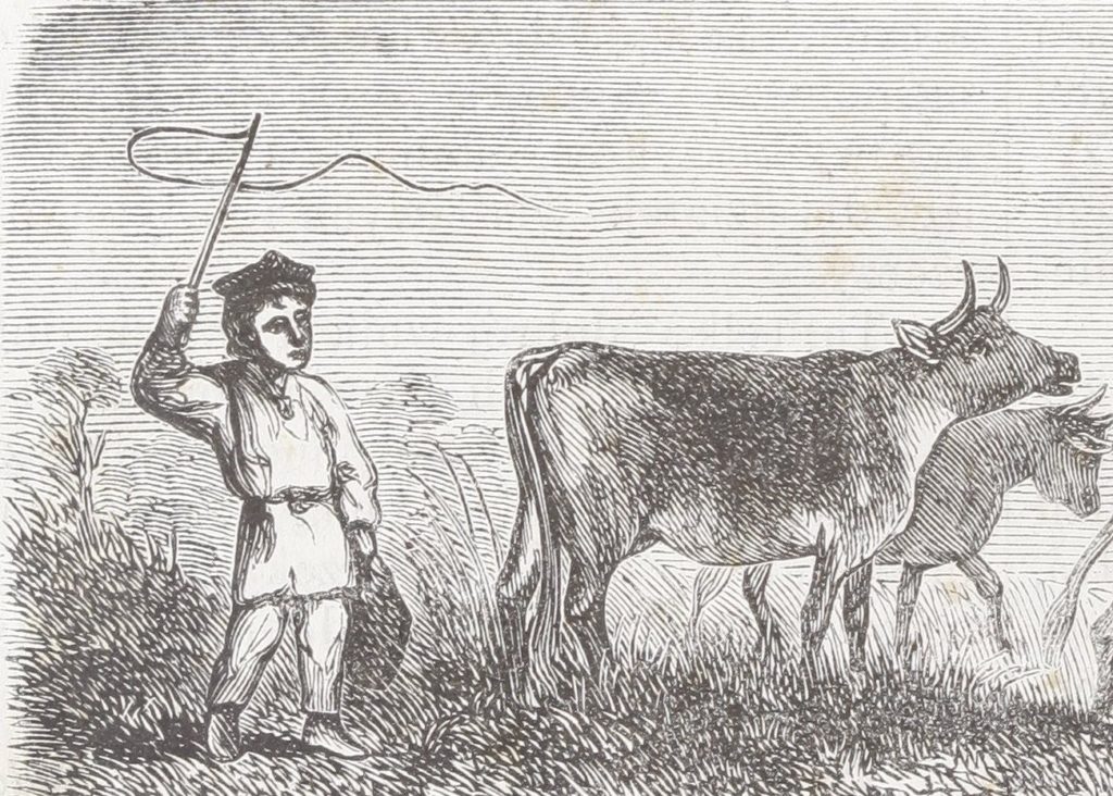 Mały pastuszek na XIX-wiecznym rysunku (domena publiczna).
