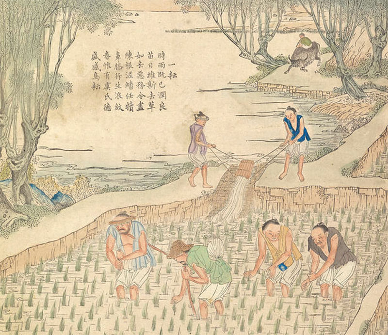 Uprawa ryżu na XVII-wiecznej chińskiej grafice.