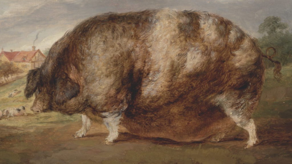 Może nie dzik, ale na pewno mocno zdziczała świnia. Grafika XIX-wieczna.