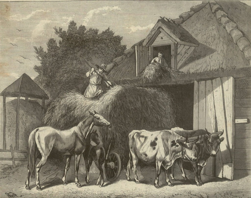Zwózka siana. Rysunek z drugiej połowy XIX wieku (J. Brodowski/domena publiczna).