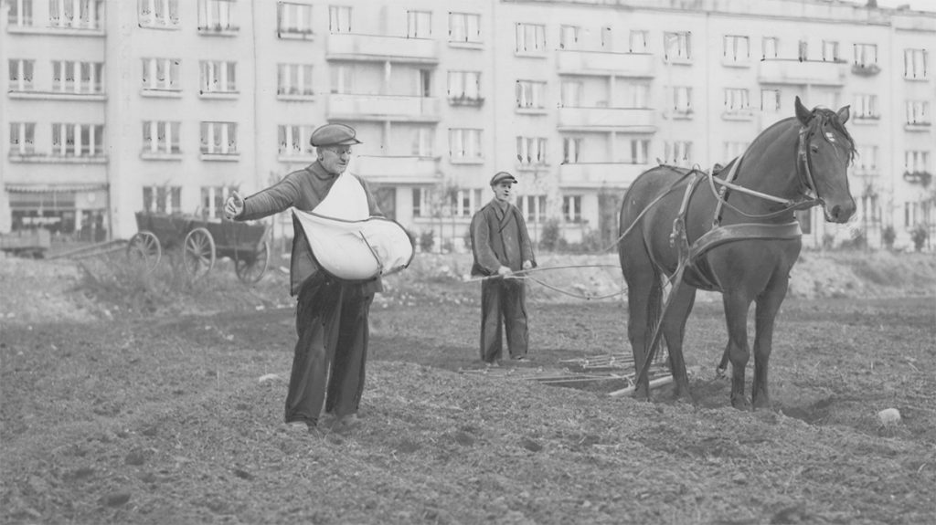 Kaszubscy chłopi siejący zboże przed blokiem w Gdyni. Fotografia przedwojenna.
