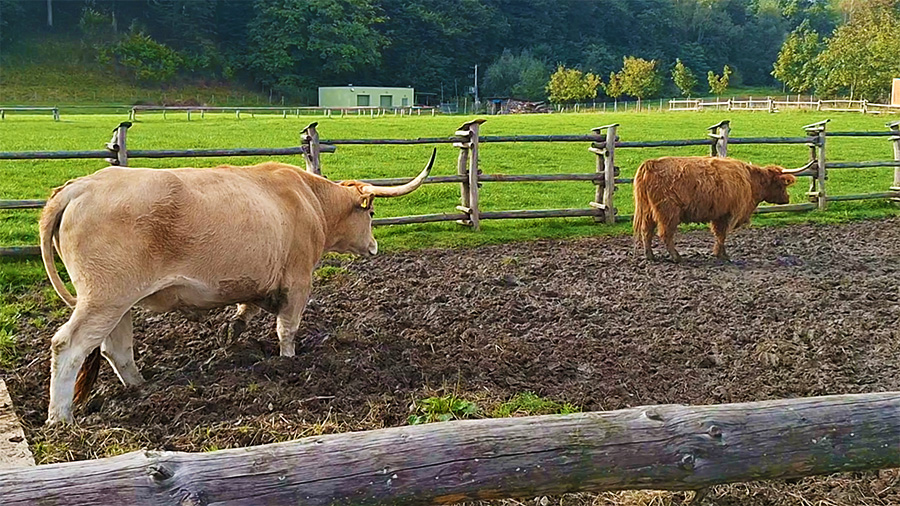 Historyczne gatunki bydła hodowane w skansenie archeologicznym w Trzcinicy