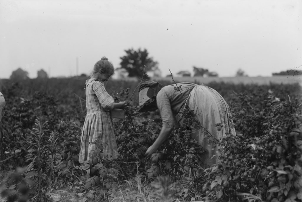 Polska emigratnka pracująca na farmie Rock Creek niedaleko Baltimore. 1909 rok (domena publiczna).