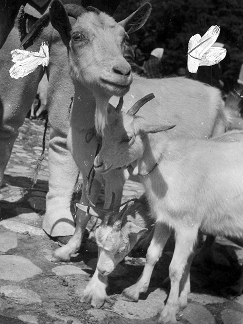 Polskie kozy na fotografii z 1940 roku.