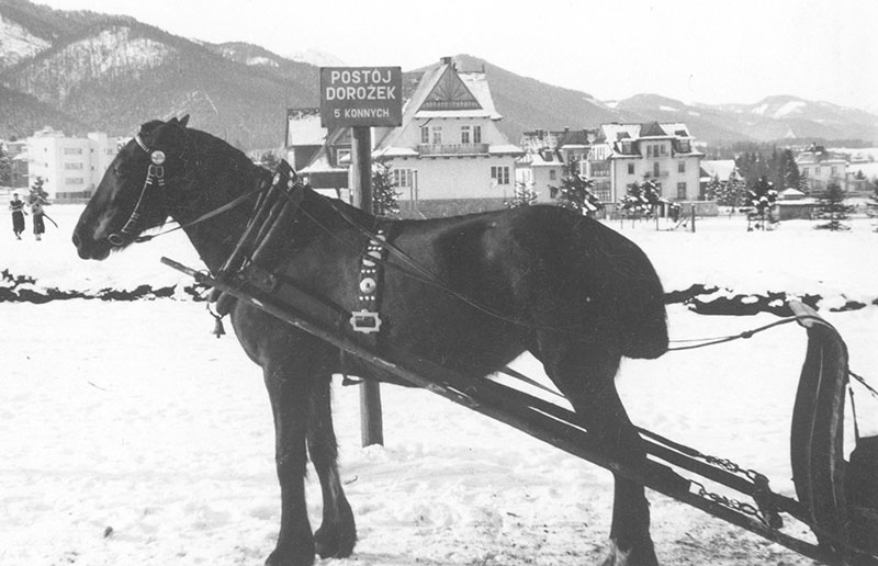 Koń dorożkarski. Fotografia z 1939 roku