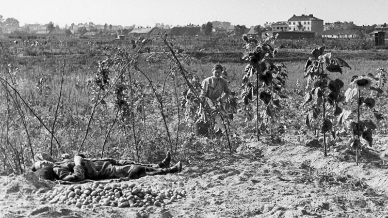 Zbiory ziemniaków w ogródkach działkowych. Fotografia z 1943 roku.