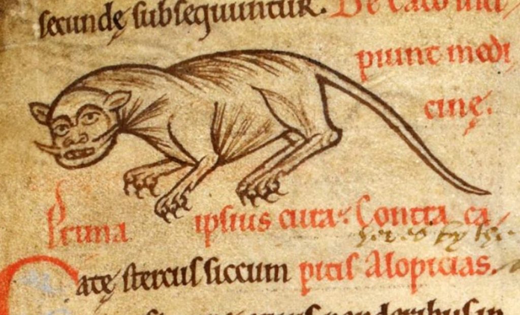 Średniowieczny kot martwiący się o swoje futro. Miniatura z epoki