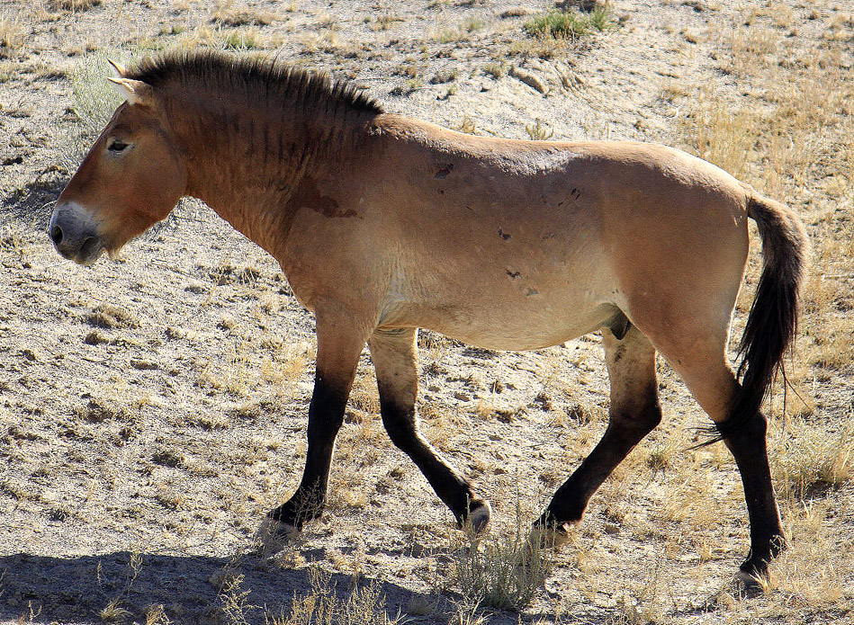 Ogier konia Przewalskiego (Srr/CC BY-SA 3.0).
